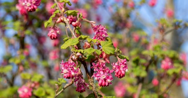 Red-Flowering Currant (Ribes sanguineum)