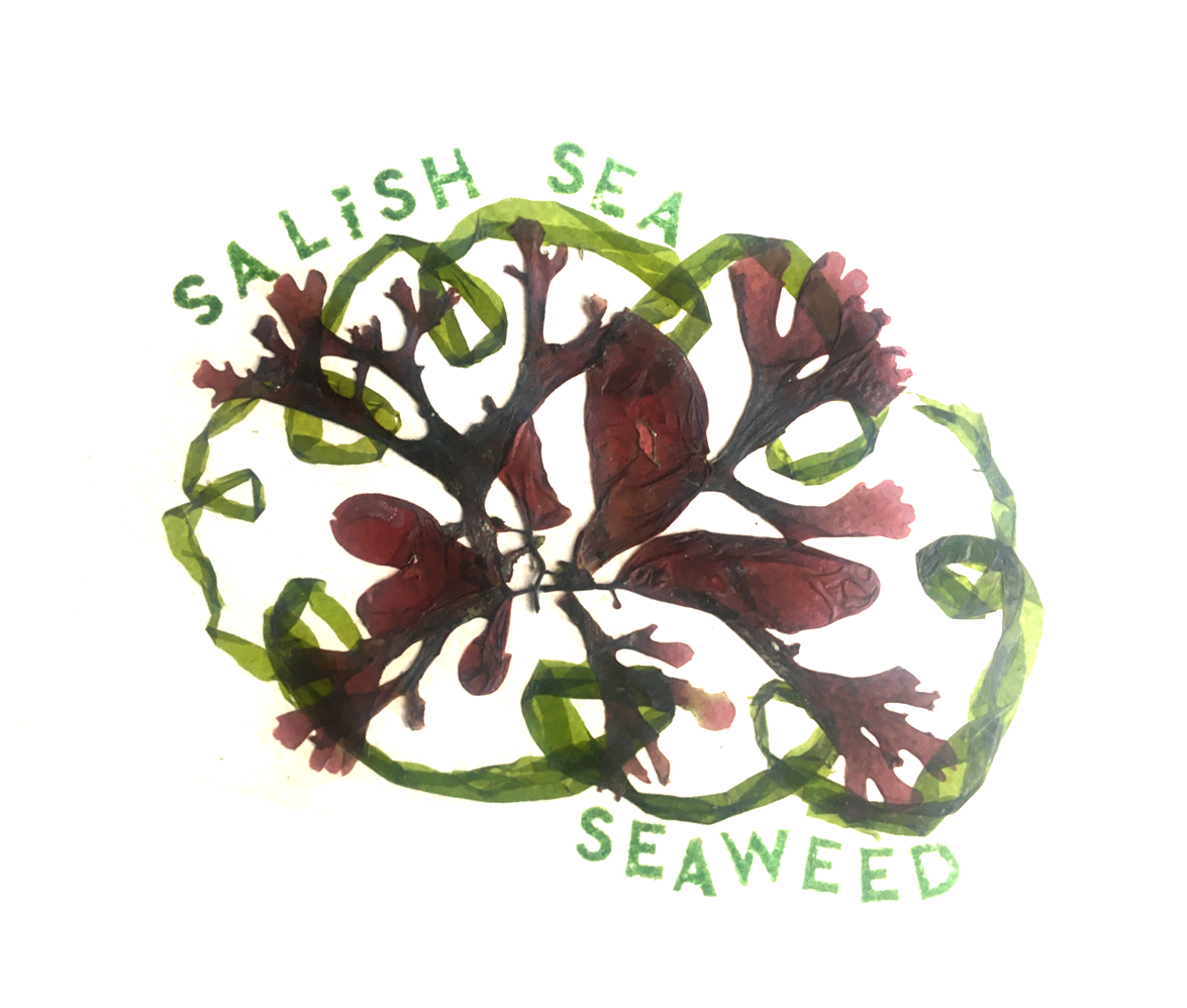 salish sea seaweed